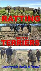 Ratting with terriers
